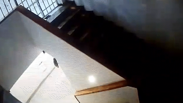 Dos delincuentes desvalijaron un estudio de uñas en pleno centro neuquino