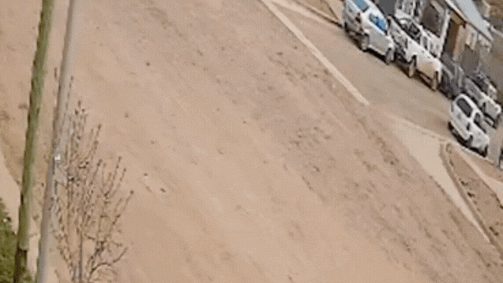 Identificaron al patrullero que atropelló y mató a una perrita en el oeste neuquino: qué dijo la Policía