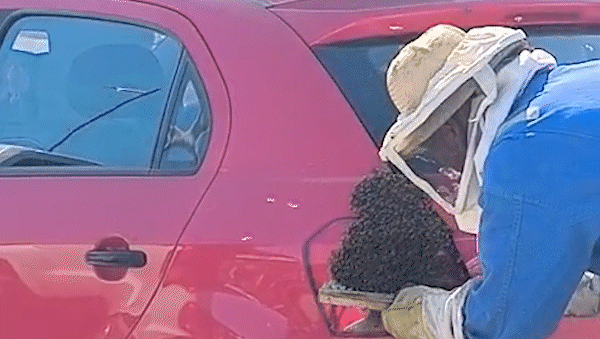 Así retiró el apicultor las abejas del auto de un trabajador de un corralón de Neuquén. Así retiró el apicultor las abejas del auto de un trabajador de un corralón de Neuquén.
