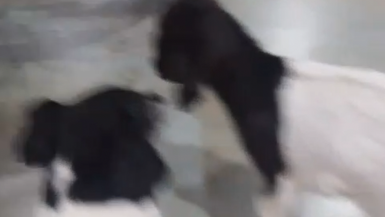 Yiro, el chivito al que le están buscando una familia para salvarlo de la parrilla | LM Neuquen Yiro, el chivito al que le están buscando una familia para salvarlo de la parrilla