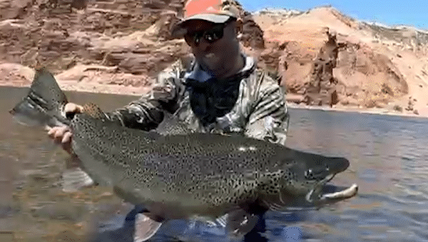 El increíble pescado fue descubierto en las aguas del Limay Medio. | LM Neuquen El increíble pescado fue descubierto en las aguas del Limay Medio.