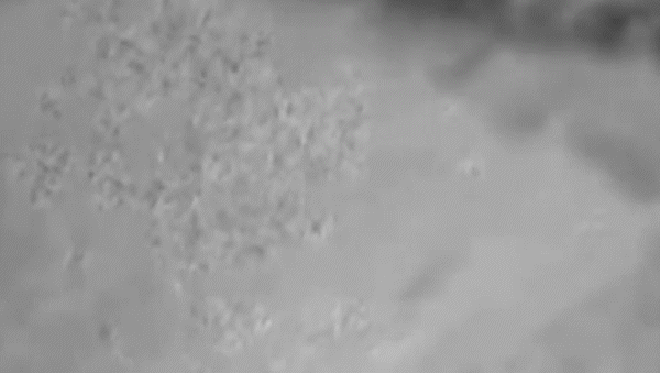 se hizo pasar por repartidor y le robo a tres nenes de 8 anos: arrastro a uno por la calle