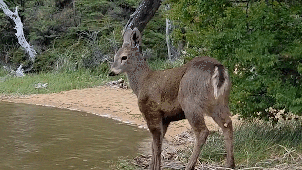 un ejemplar de huemul patagonico aparecio en la laguna polo y sorprendio a los turistas un ejemplar de huemul patagonico aparecio en la laguna polo y sorprendio a los turistas