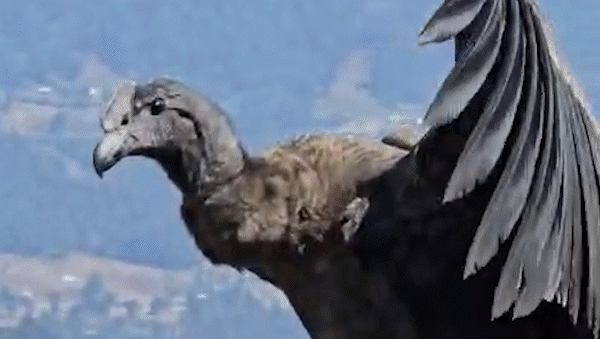 Visitaban el Batea Mahuida y un cóndor andino bajó a saludarlos