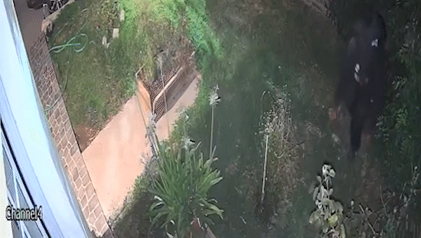 Video: entró por la ventana y en un minuto le robó más de un millón de pesos
