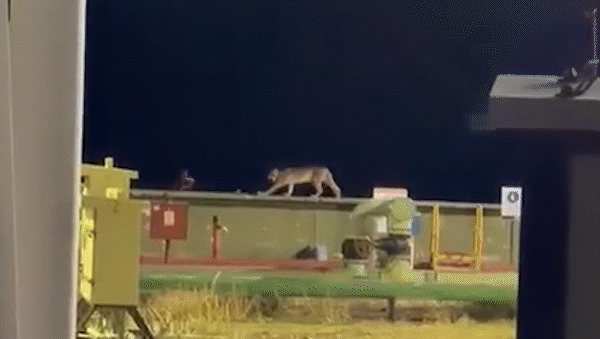 como pancho por su casa: un puma visito a los trabajadores de una planta petrolera como pancho por su casa: un puma visito a los trabajadores de una planta petrolera