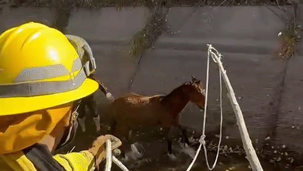 dramatico rescate de una potranca atrapada en un canal de riego dramatico rescate de una potranca atrapada en un canal de riego