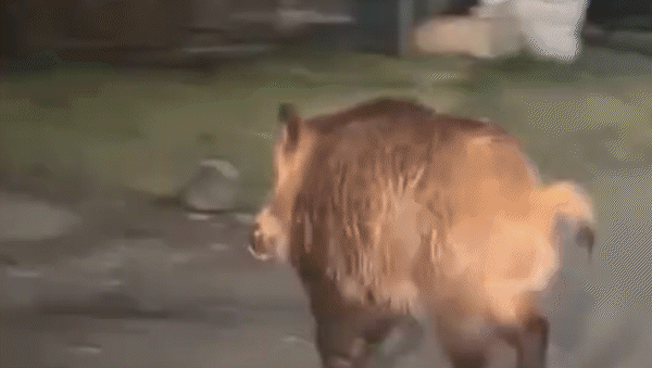la aparicion de un jabali en pleno centro encendio las alarmas de los vecinos de junin de los andes la aparicion de un jabali en pleno centro encendio las alarmas de los vecinos de junin de los andes