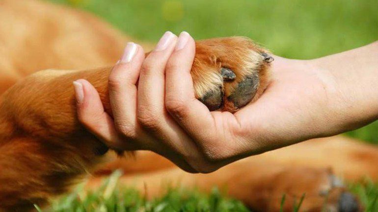 Por qué el 29 de abril se celebra el Día del Animal? | mascotas ...