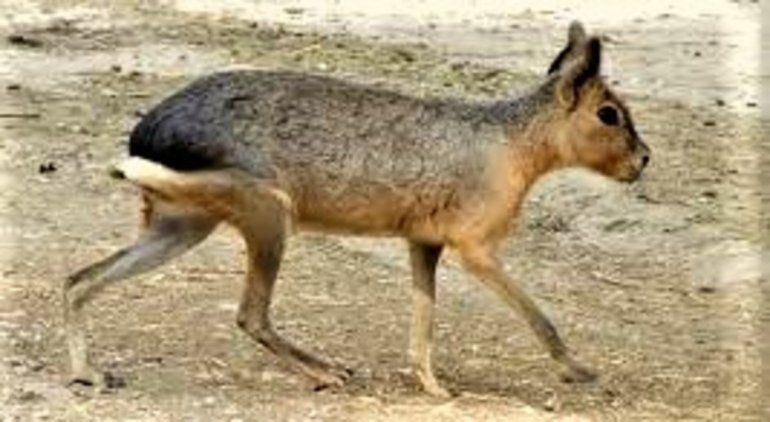La mara patagónica es una especie de liebre en peligro de extinción.