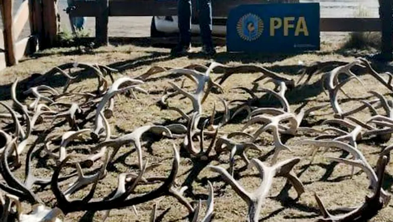En Meliquina la Federal detuvo a cazadores furtivos. En Meliquina la Federal detuvo a cazadores furtivos.