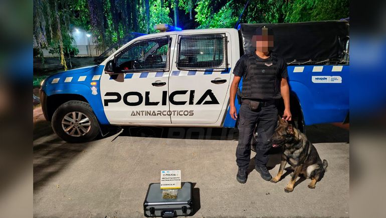Perro antinarcótico clave para dar con cogollos de marihuana