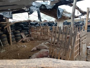 El ataque de un puma que mató 27 ovejas cerca de Sierra Colorada reavivó el debate sobre la convivencia con los depredadores y el reclamo de los productores rurales.