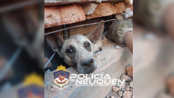 Bomberos rescataron a un perro atrapado entre dos paredones