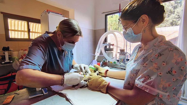 Las profesionales trabajaron en la pata quebrada de una Lechuza de Campanario Las profesionales trabajaron en la pata quebrada de una Lechuza de Campanario
