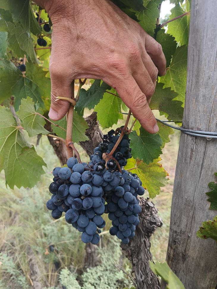 Las 3.500 plantas de Malbec de Un Refugio crecieron a pesar de heladas y granizo patagónico. Las 3.500 plantas de Malbec de Un Refugio crecieron a pesar de heladas y granizo patagónico.