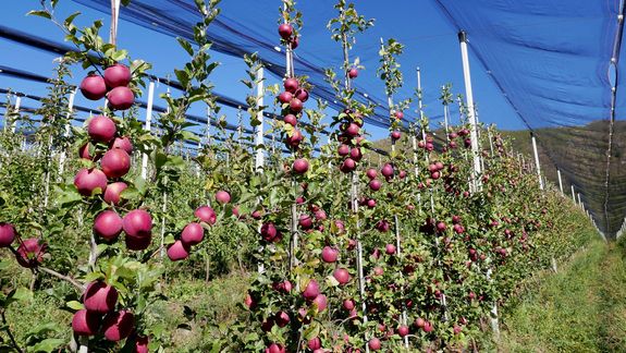 Alta productividad, nuevas variedades, tecnología y calidad, es lo que define hoy a una fruticultura moderna y competitiva.