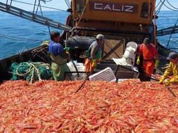 rio negro: pesca de langostinos moveran un piso de u$s 20 millones rio negro: pesca de langostinos moveran un piso de u$s 20 millones