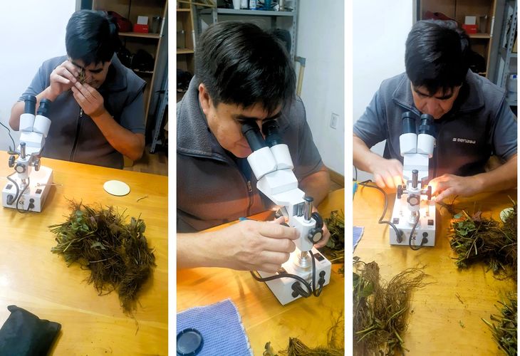 Argentina refuerza su control fitosanitario sobre frutillas importadas para proteger la producción y evitar riesgos sanitarios. Argentina refuerza su control fitosanitario sobre frutillas importadas para proteger la producción y evitar riesgos sanitarios.