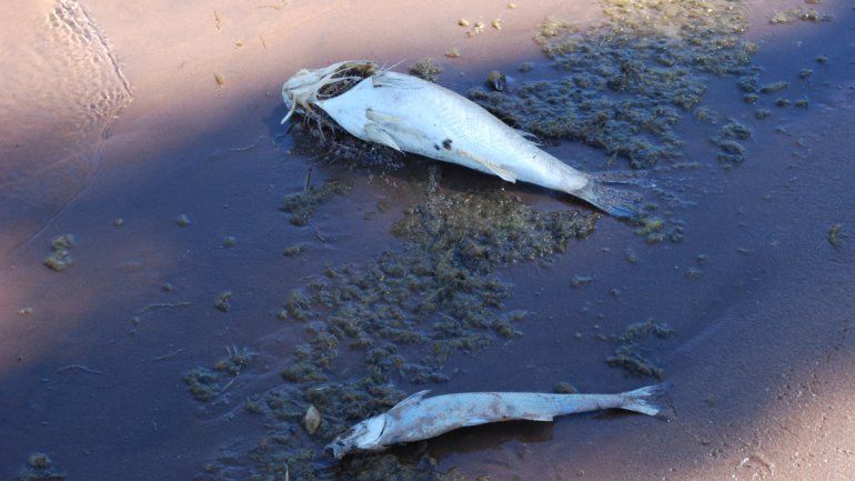 Advierten por posible muerte de peces en Mari Menuco y Barreales