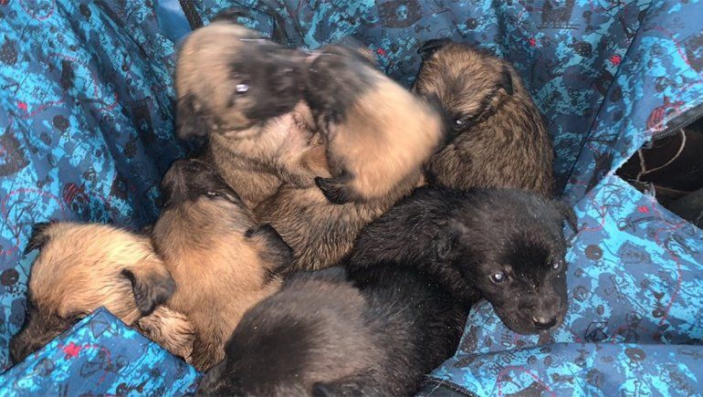 Rescataron a doce cachorros y les encontraron hogar