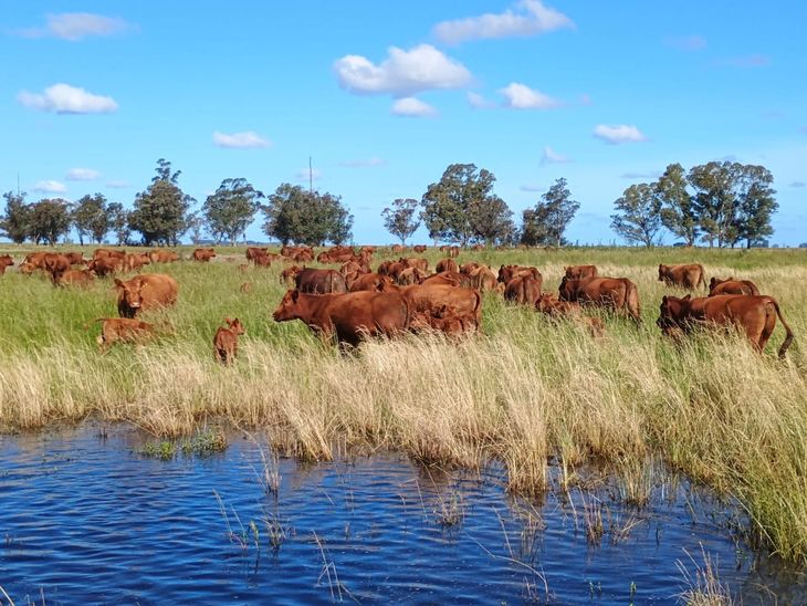 El aumento del peso de los animales, la mayor demanda internacional y la recuperación de las inversiones anticipan una etapa diferente para la ganadería argentina.