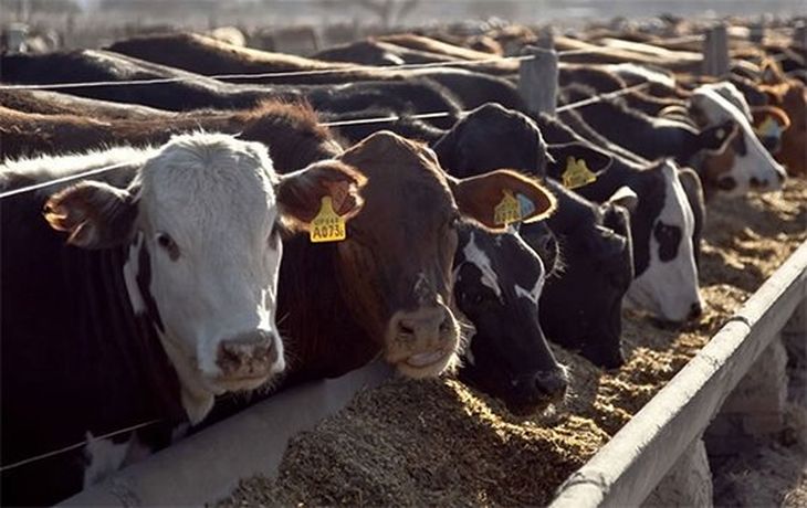 Muchas de las cabezas que hoy está en los feed lots, es consecuencia de la “cobertura” que buscan los productores. Muchas de las cabezas que hoy está en los feed lots, es consecuencia de la “cobertura” que buscan los productores.