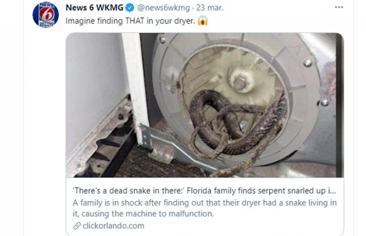 Viral: encontraron una serpiente dentro de su lavarropa