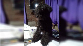 caniche.jpg