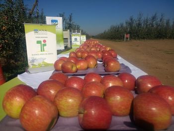 Chile sigue avanzando a paso firme con las investigaciones de nuevas variedades en manzanas y peras...¿Y la Argentina?