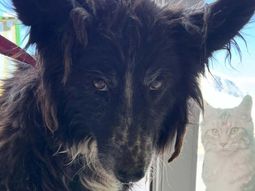 Rescataron a una perra y sancionaron a su dueña en Las Heras, Santa Cruz. Rescataron a una perra y sancionaron a su dueña en Las Heras, Santa Cruz.