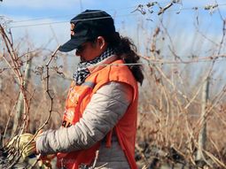 llega un nuevo concurso de podadores de vid al alto valle llega un nuevo concurso de podadores de vid al alto valle