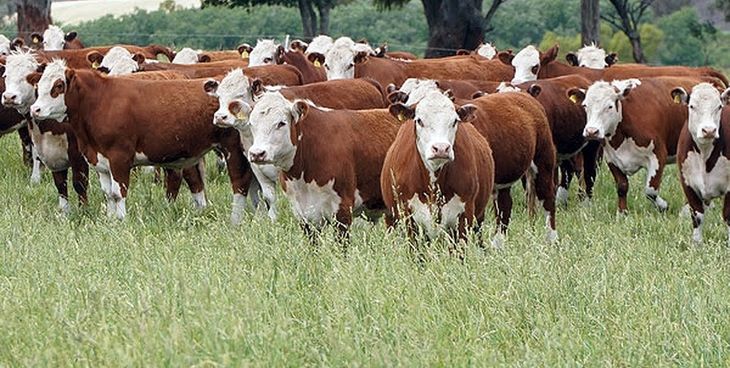 La decisión final se espera para fines de noviembre y podría afectar a toda la cadena de ganados y carnes argentina. La decisión final se espera para fines de noviembre y podría afectar a toda la cadena de ganados y carnes argentina.