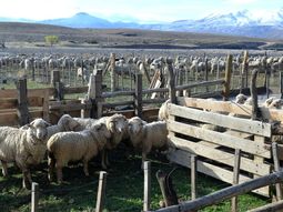 Con el apoyo de la provincia se esquilaron 9.000 ovejas bajo parámetros de bienestar animal, clave para la venta. Fotos: Walter Campos (TricaoMalalNoticias) Con el apoyo de la provincia se esquilaron 9.000 ovejas bajo parámetros de bienestar animal, clave para la venta. Fotos: Walter Campos (TricaoMalalNoticias)