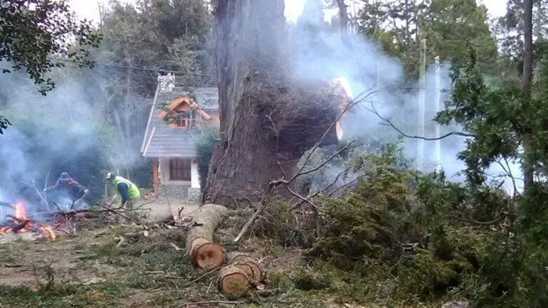 Bronca y dolor por la tala de un coihue de 500 años en Villa La Angostura