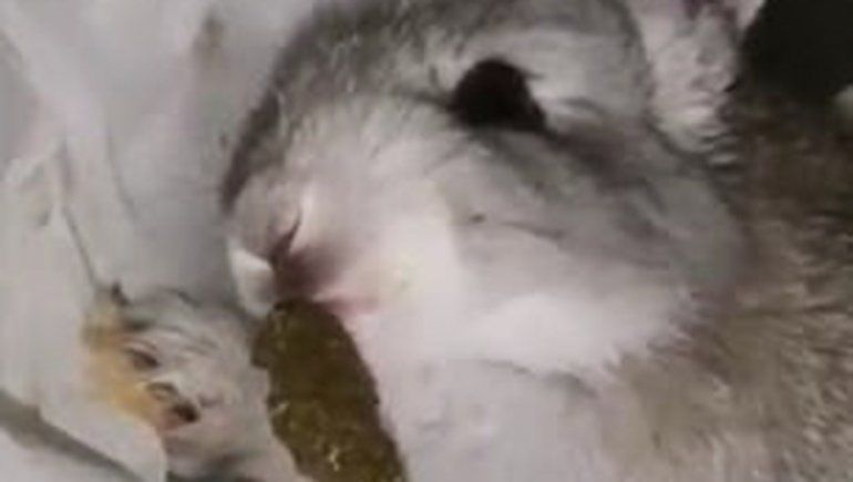 Un ataque vegano que terminó con una matanza de conejos