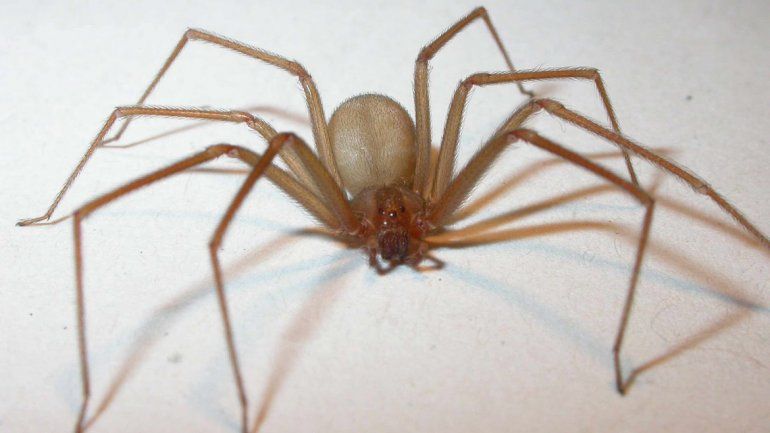 La peligrosa araña "hogareña" que habita en Neuquén: cómo identificar su picadura
