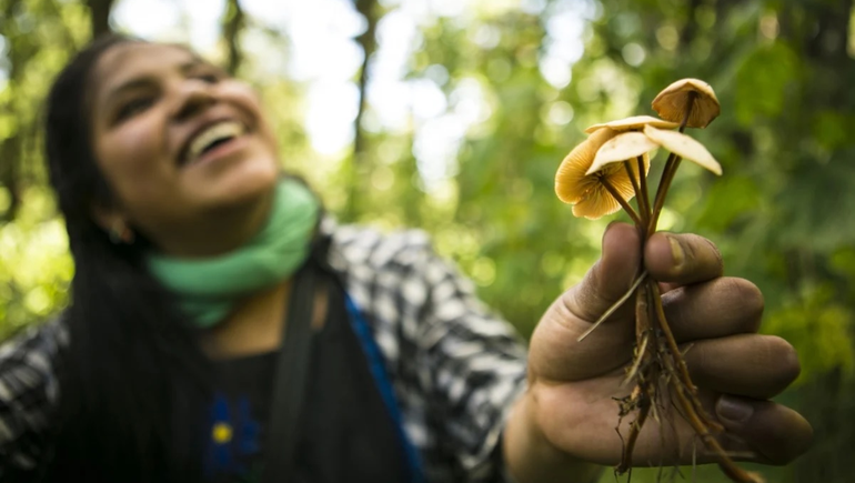 Los hongos psicodélicos ayudan contra la depresión