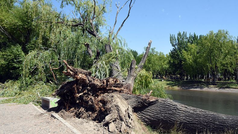 Paseo de la Costa: derribaron un enorme sauce que empezó a crujir con la tormenta