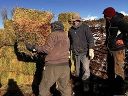 asistencia para crianceros en neuquen: forraje llega a zonas afectadas por la nieve