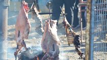 Keipon Fest: se viene la gran fiesta del capón y el intendente que la organiza se burló de la carne de burro. Keipon Fest: se viene la gran fiesta del capón y el intendente que la organiza se burló de la carne de burro.