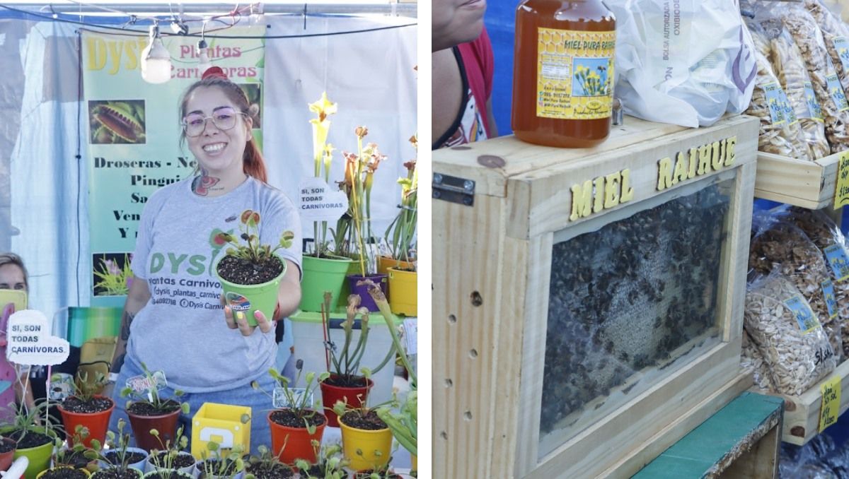 De plantas carnívoras a colmenas de vidrio con abejas