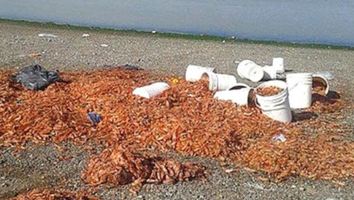 En cada temporada de langostinos, la industria pesquera de Puerto Madryn desecha unas 30.000 toneladas de cabezas de langostino (foto ilustrativa).