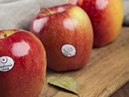 la variedad de manzana ambrosia tiene una buena recepcion en espana la variedad de manzana ambrosia tiene una buena recepcion en espana