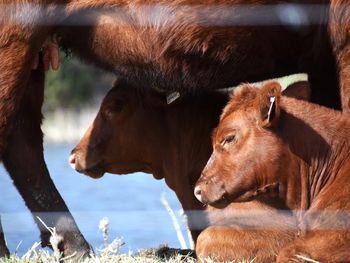 Con plazos alineados al negocio ganadero y ajustes vinculados al precio del novillo o la soja, el Pagaré Producto gana terreno como alternativa de financiamiento en el agro.