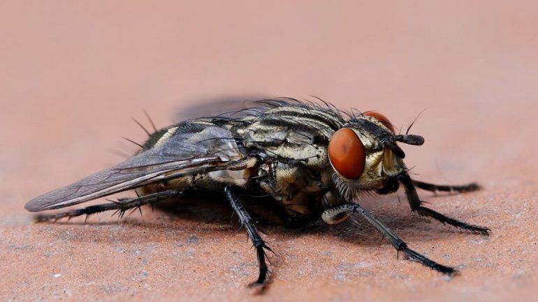 Soñar con moscas: conocé qué significa