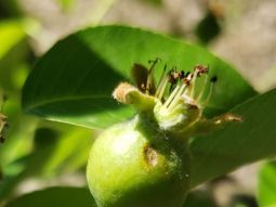 Las peras marcadas, una señal del paso del granizo sobre la región. Las peras marcadas, una señal del paso del granizo sobre la región.