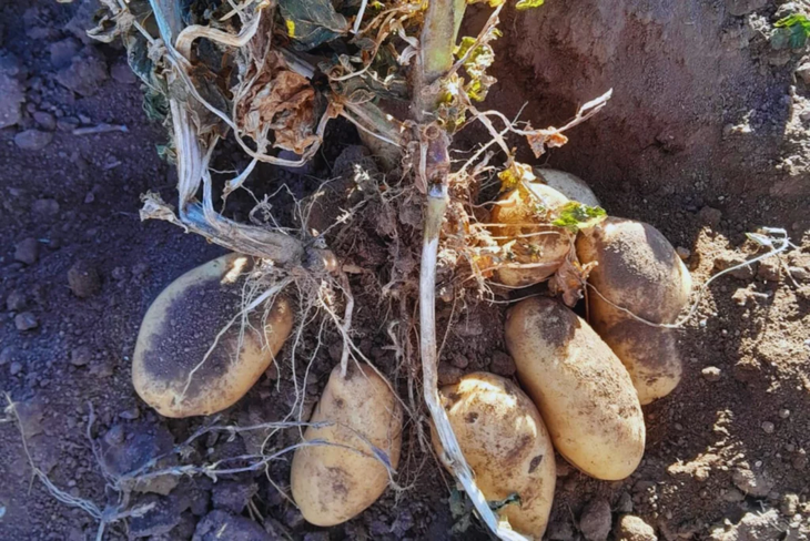 Instalación de goteo subterráneo: Productores en Traslasierra instalan sistemas que triplican eficiencia hídrica en papa. Foto: INTA | Más Produccion Instalación de goteo subterráneo: Productores en Traslasierra instalan sistemas que triplican eficiencia hídrica en papa. Foto: INTA