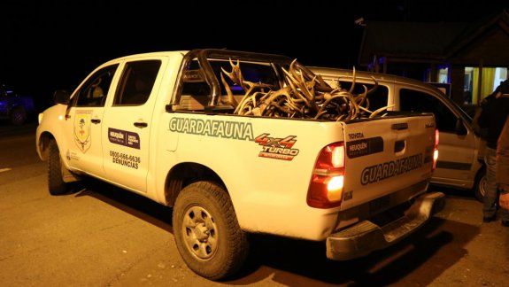 Secuestran 57 astas de ciervo en un operativo en Ruta 40