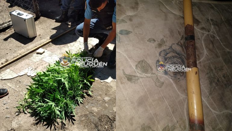 Fueron por violencia familiar y dieron con 84 plantas de marihuana